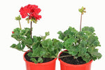 Pelargonium Savannah Red