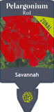 Pelargonium Savannah Red