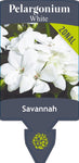 Pelargonium Savannah White