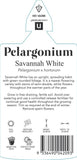 Pelargonium Savannah White