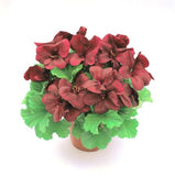 Pelargonium Solstice Chocolate