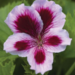 Pelargonium Solstice Lilac Star