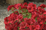 Pelargonium Solstice Red