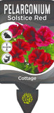 Pelargonium Solstice Red