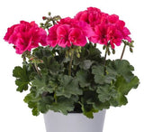 Pelargonium TWOinONE Compact Coral