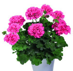 Pelargonium TWOinONE Pink Splash