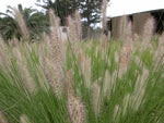 Pennisetum Nafray TM PA300