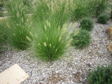 Pennisetum Nafray TM PA300