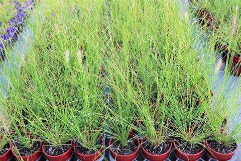 Pennisetum Nafray TM PA300