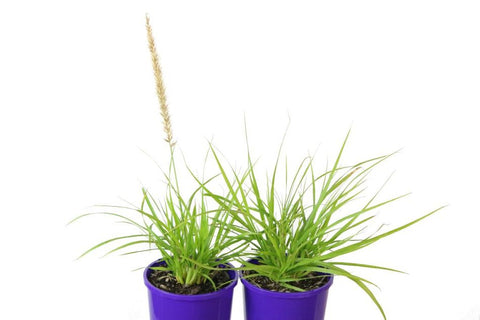 Pennisetum Lime Fountain