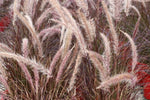 Pennisetum Little Red Riding Hood