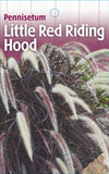 Pennisetum Little Red Riding Hood