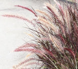 Pennisetum advena Ruby Magic