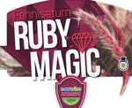 Pennisetum advena Ruby Magic