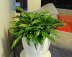 Philodendron Little Phil PHIL01