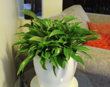 Philodendron Little Phil PHIL01