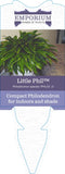 Philodendron Little Phil PHIL01