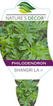 Philodendron Shangri La