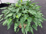 Philodendron Xanadu