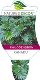 Philodendron Xanadu