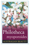 Philotheca myoporoides