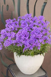 Phlox Jagger