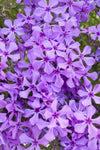 Phlox Jagger