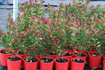 Photinia glabra Super Red parsur