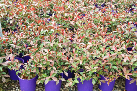 Photinia glabra Wonder Hedge