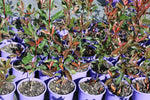 Photinia x fraseri Thin Red TM NP01