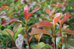 Photinia x fraseri Red Robin