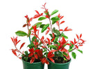 Photinia x fraseri Red Robin