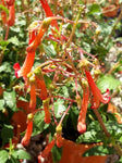 Phygelius Colorburst Orange