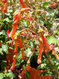 Phygelius Colorburst Orange