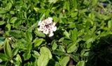 Phyla nodiflora