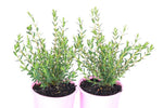 Pimelea ciliata Marshmallow