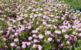 Pimelea ferruginea