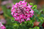 Pimelea ferruginea Magenta Mist