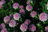 Pimelea ferruginea Sunset Blush