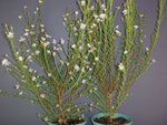 Pimelea sylvestris