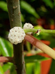 Pipturus argenteus (Tucker Bush Native Mulberry)