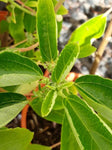 Pipturus argenteus (Tucker Bush Native Mulberry)