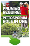 Pittosporum Hole in One