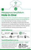 Pittosporum Hole in One