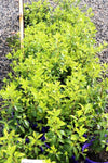 Pittosporum Limelight