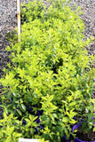 Pittosporum Limelight