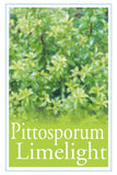 Pittosporum Limelight