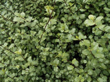 Pittosporum Mean Screen