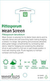 Pittosporum Mean Screen