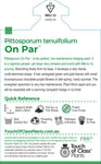 Pittosporum On Par